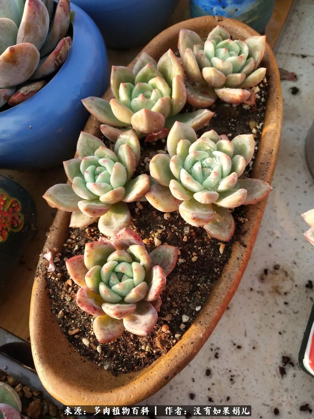 明人不说暗话，我为多肉而来！