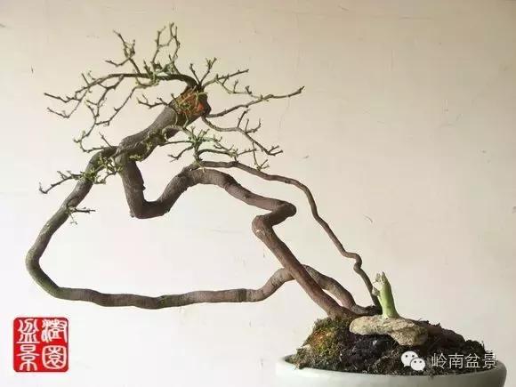 高桩金豆盆景大全,金豆双杆文人盆景欣赏