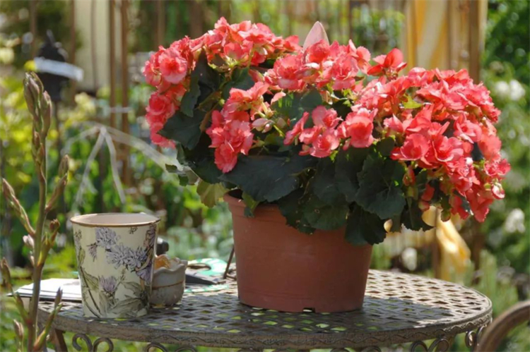 花的枝干上长黑色虫子怎么治,花上长满粘粘的白虫子用什么妙招
