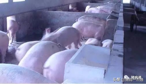 猪场分娩舍有哪些问题,猪场分娩舍管理人员工作流程