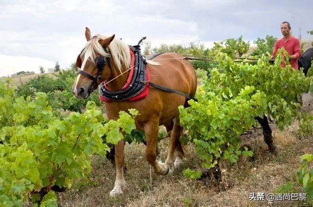 奢侈名酒葡萄酒,奢侈级别红酒