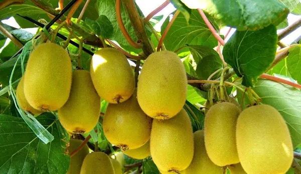 今年猕猴桃价格多少,2023年猕猴桃市场价格分析