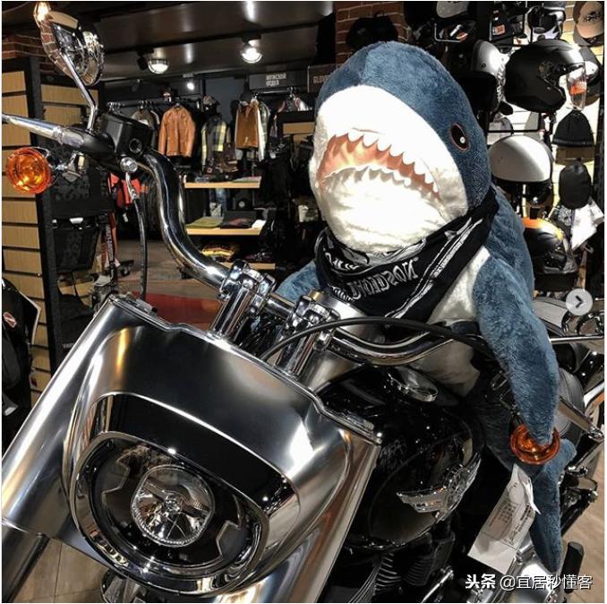 宜家小鲨鱼,为什么宜家鲨鱼火了