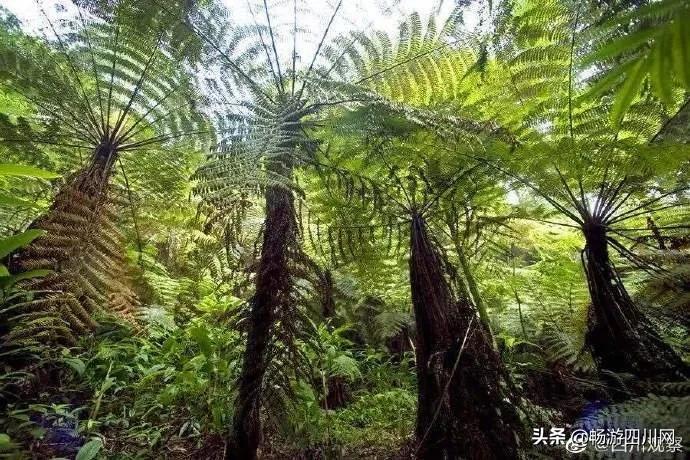 四川发现桫椤群,宜宾发现桫椤群视频