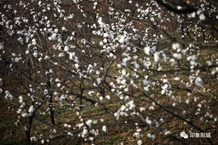 晋城哪里可以春游,晋城附近春游景点