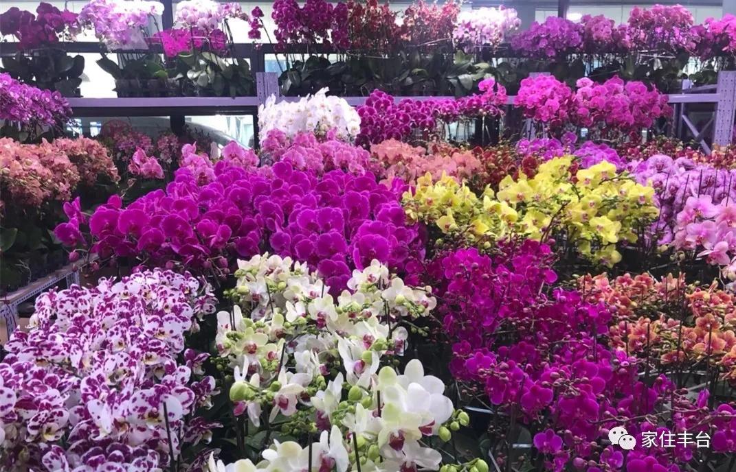 小编整理！丰台四大花市逛买攻略！春节就要这喜庆劲儿