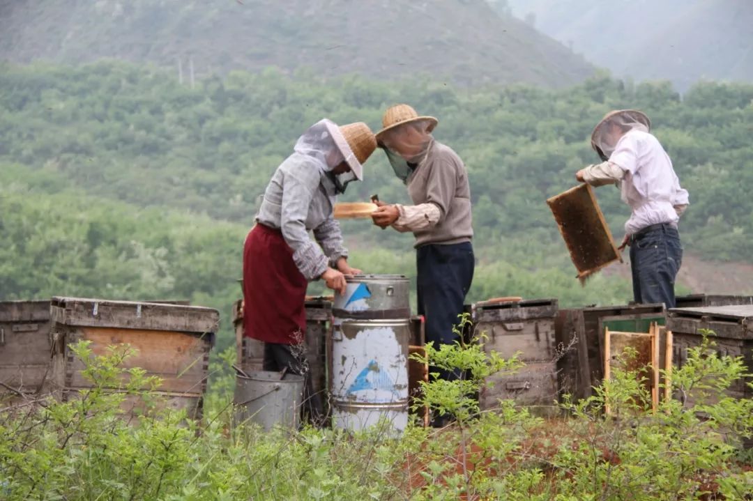 养蜂100窝一年利润,放蜂人一年收入