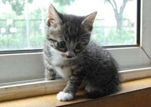 如何挑选一只自己喜欢的猫咪,怎么从一窝猫咪里挑选最乖的一个