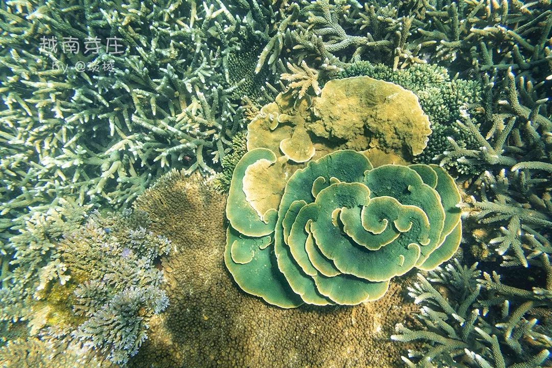 中国可浮潜的海湾,世界最美且可以浮潜十大海滩