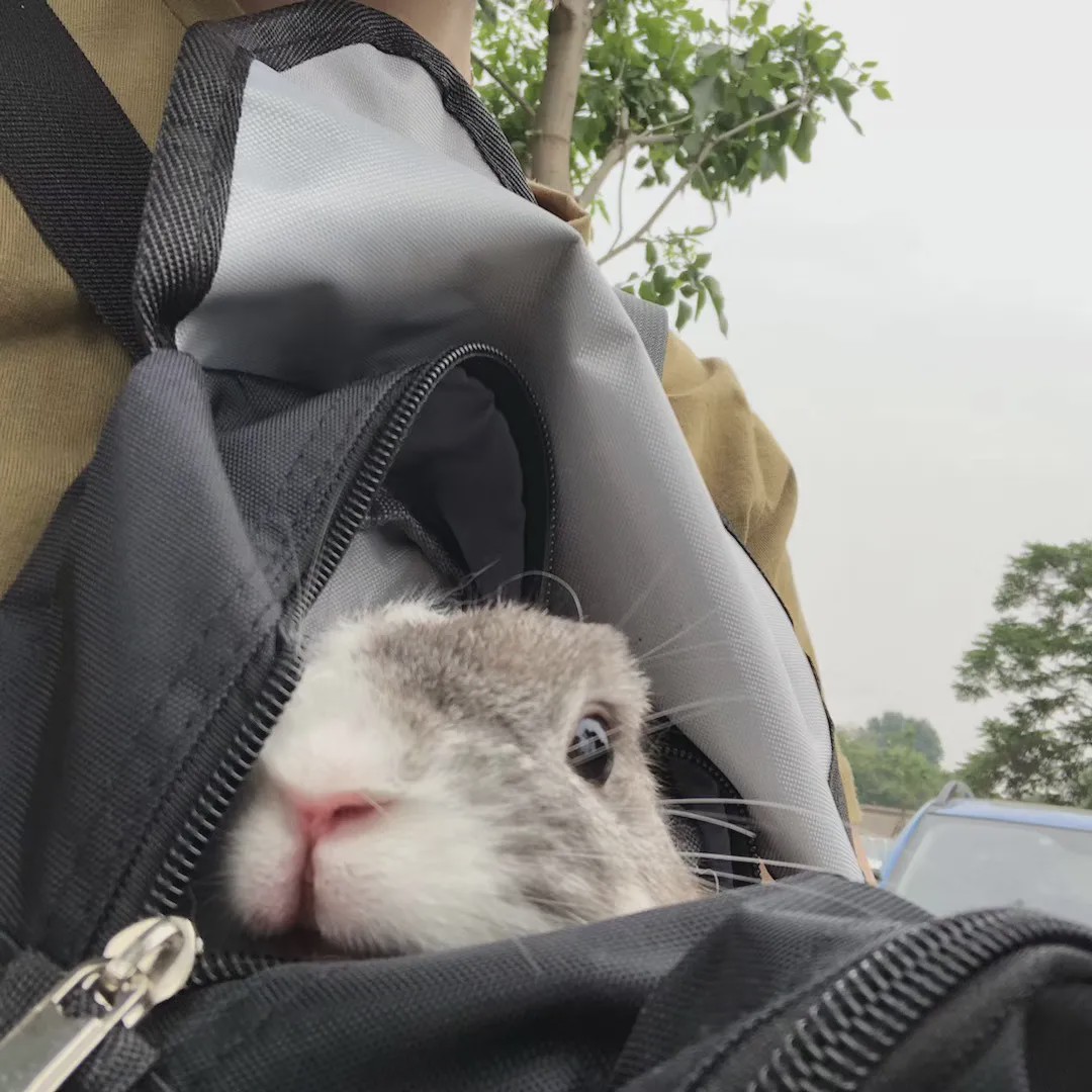 向往的生活锅碗瓢盆分别被谁养,向往的生活锅碗瓢盆4只狗