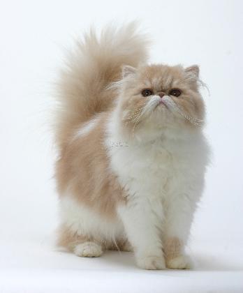 猫有什么品种比较好呢,猫一般都有什么品种