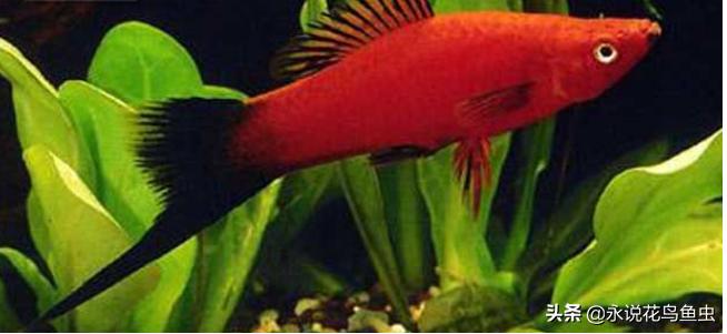 十大适合懒人养的中大型热带鱼,新手比较容易养哪些好看的热带鱼