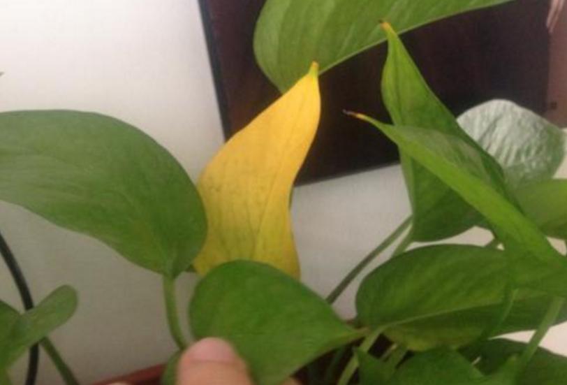 绿萝有黄叶和黑斑怎么办,绿萝出现好多黄叶是什么原因