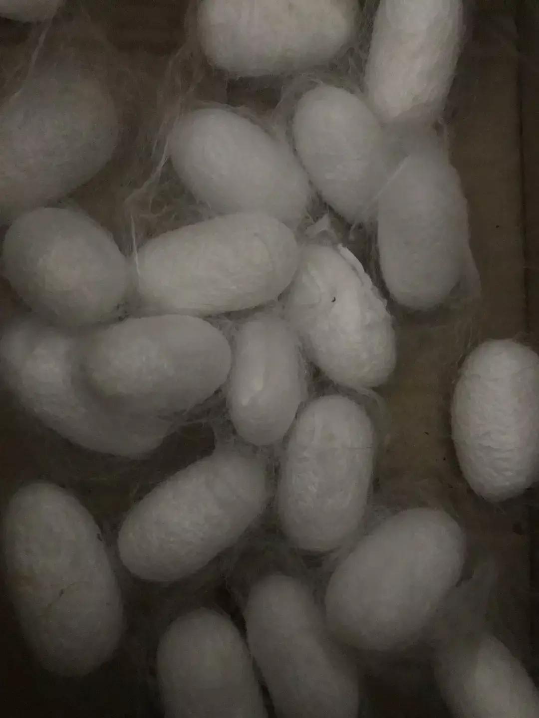 蚕宝宝你在养吗,蚕宝宝养的过密会死吗