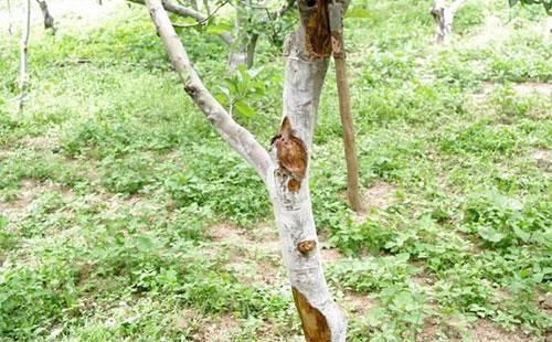 果树的癌症——苹果树腐烂病如何解决？果农朋友值得一看