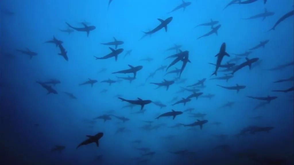 孩子必看海洋纪录片,海洋深处的未知生物纪录片推荐