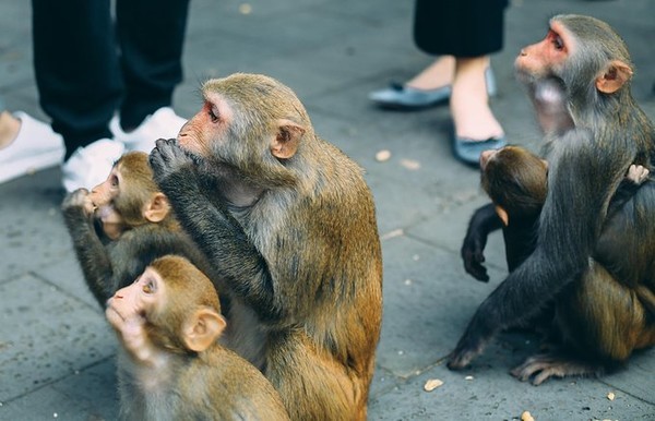 全球唯一猴岛,海南岛东方猕猴保护区
