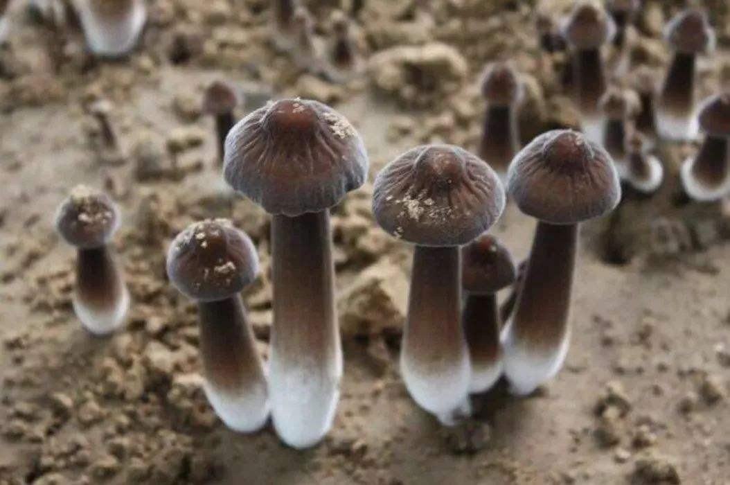 鸡枞菌人工种植方法,鸡枞菌种植项目可靠吗