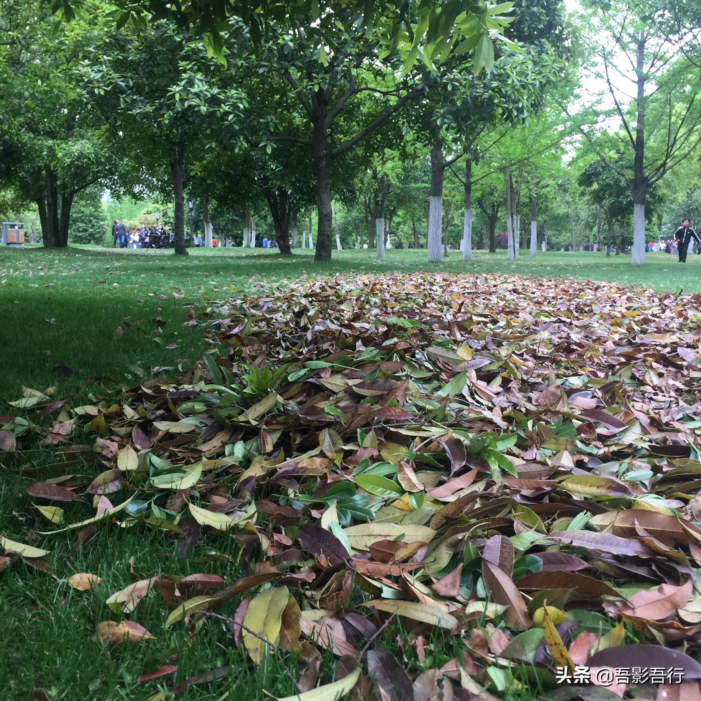 橘子洲头世界之最,长沙橘子洲头一年四季的自然景观