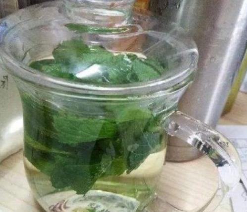 薄荷小盆栽养殖方法,可食用薄荷盆栽怎么养殖