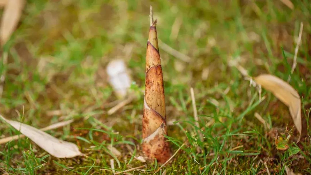 春季菜王是哪种应季菜,春季菜谱家常菜高血压