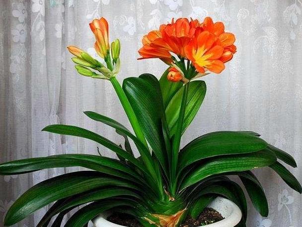 新手养君子兰盆栽养殖方法和技巧,花卉盆栽大全君子兰怎么养