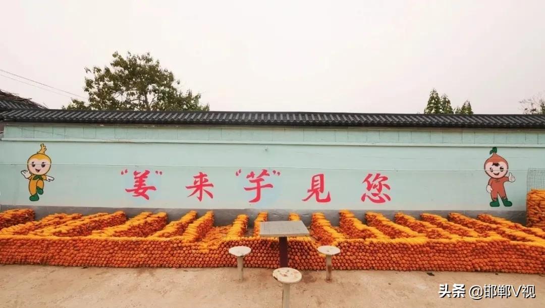 生姜种出脱贫致富路,生姜产业带动了地方经济