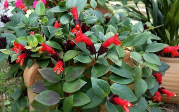 口红吊兰叶子发黄掉落是怎么回事,口红吊兰花苞少怎么办