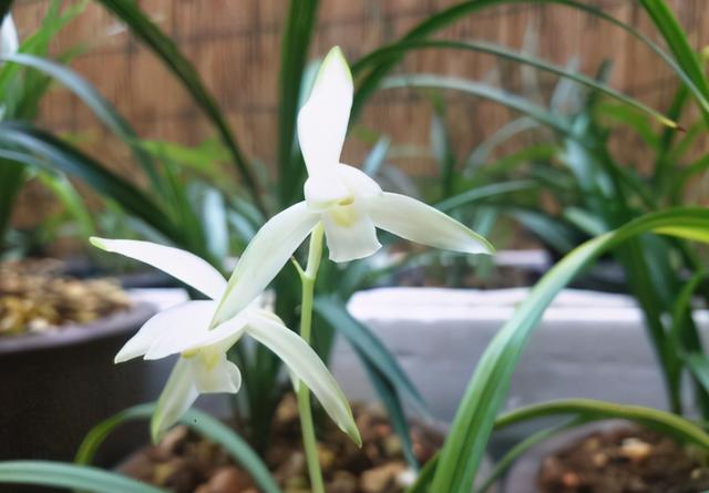 浓香型与幽香型兰花都有什么品种,香味浓郁易养的兰花有哪些