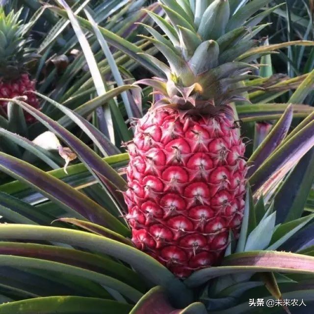 烤烟有机肥的正确使用方法,烟草专用有机肥怎么使用