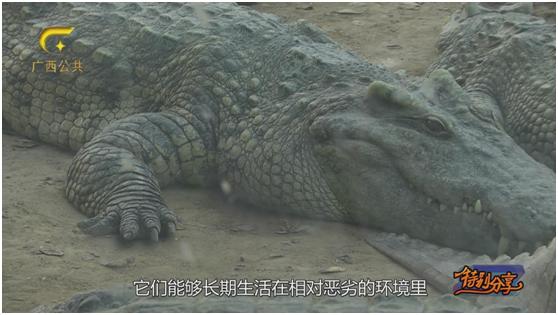 鳄之宝,广西卫视12点探秘节目