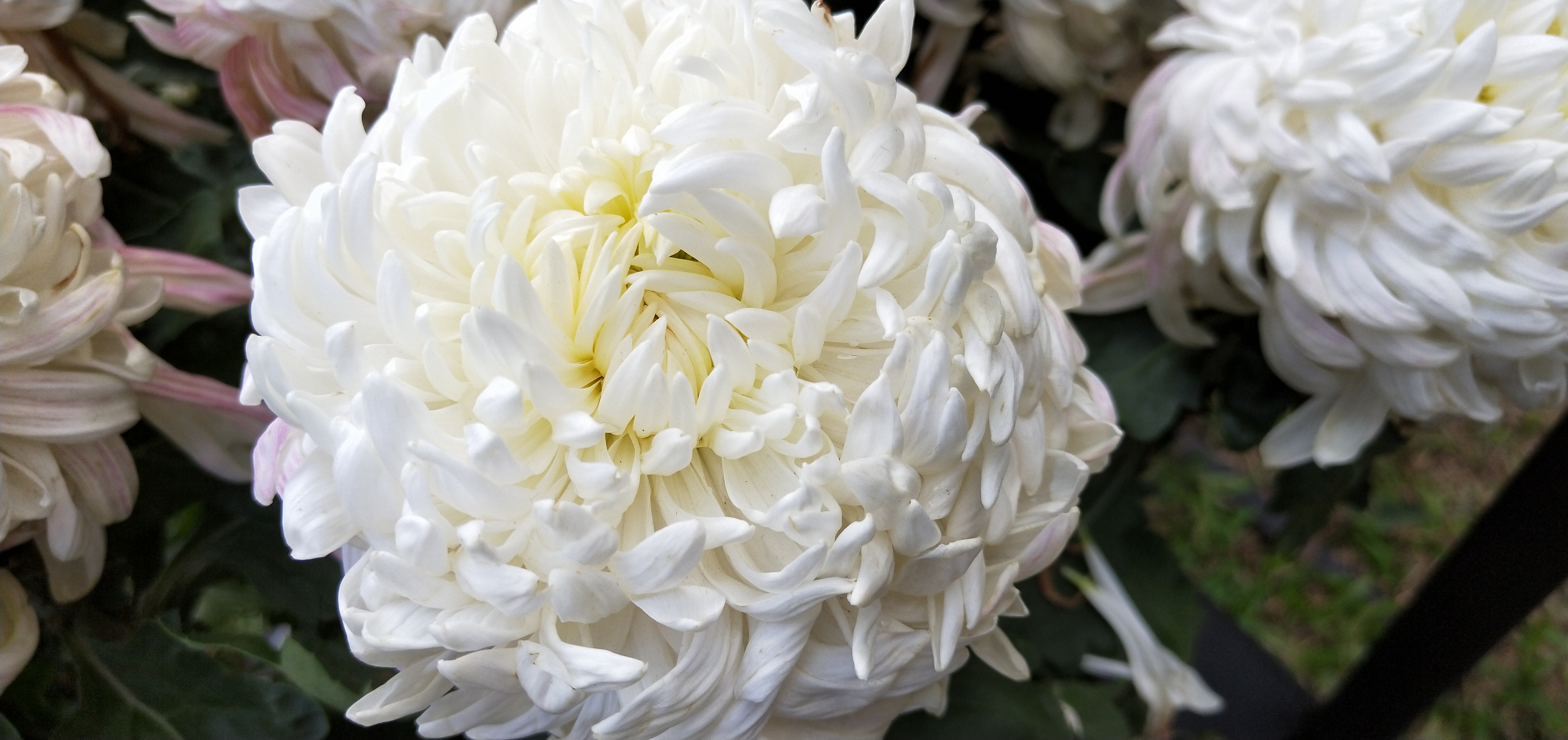 东湖公园菊花花展时间2021,深圳东湖荷节花展