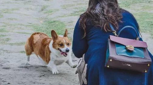 最高惩罚2万元,谁在威胁你的「养宠权」