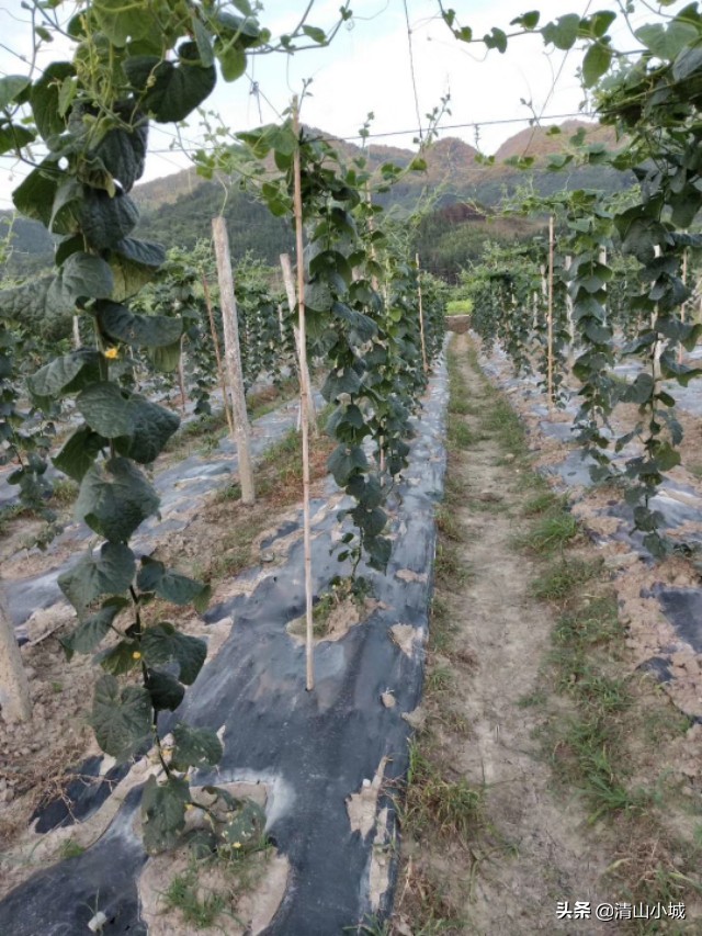 带刺的火参果,天价火参果