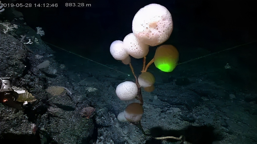 你对海洋生物的了解,海洋环保创意