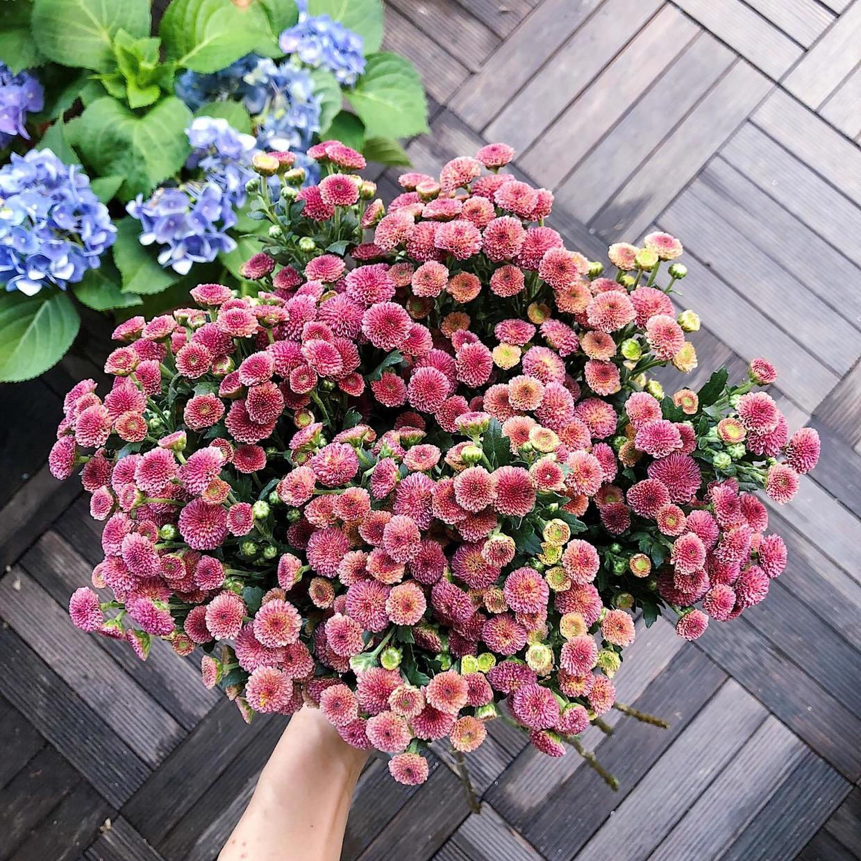 纽扣菊怎么处理来年再开花,纽扣菊一年生还是多年生