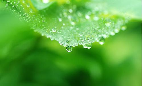 黄瓜霜霉病需要高温闷棚多少度,黄瓜霜霉病能高温闷棚吗