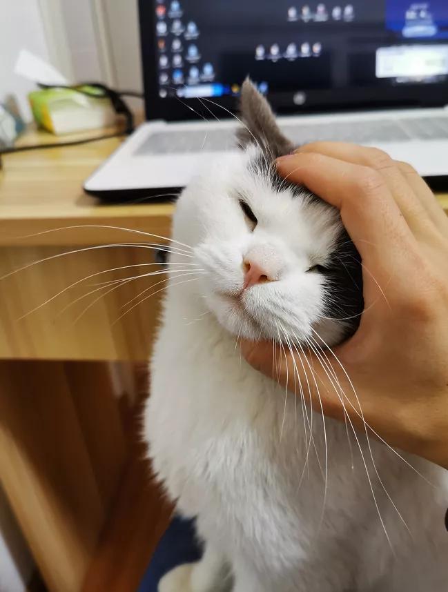 喂猫一个月开销,喂猫一次喂多少