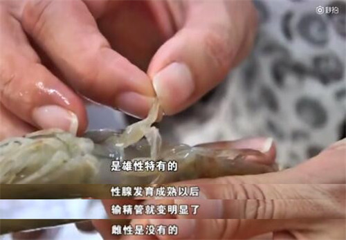 10大谣言海鲜,官方回应海鲜事件是真的吗