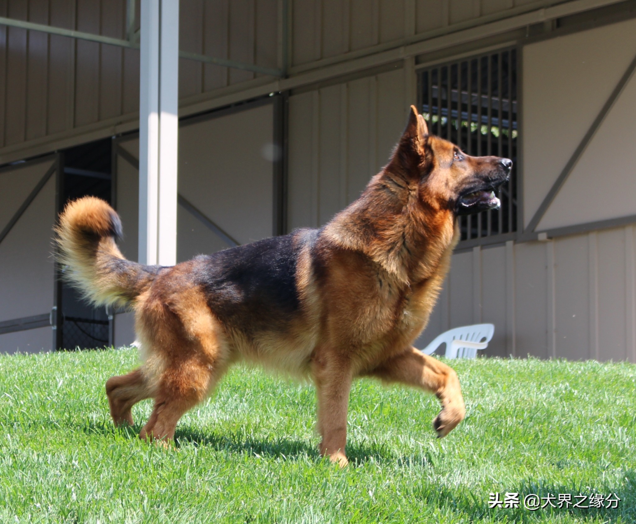 德牧和马犬全能之争,德牧pk马犬谁最厉害