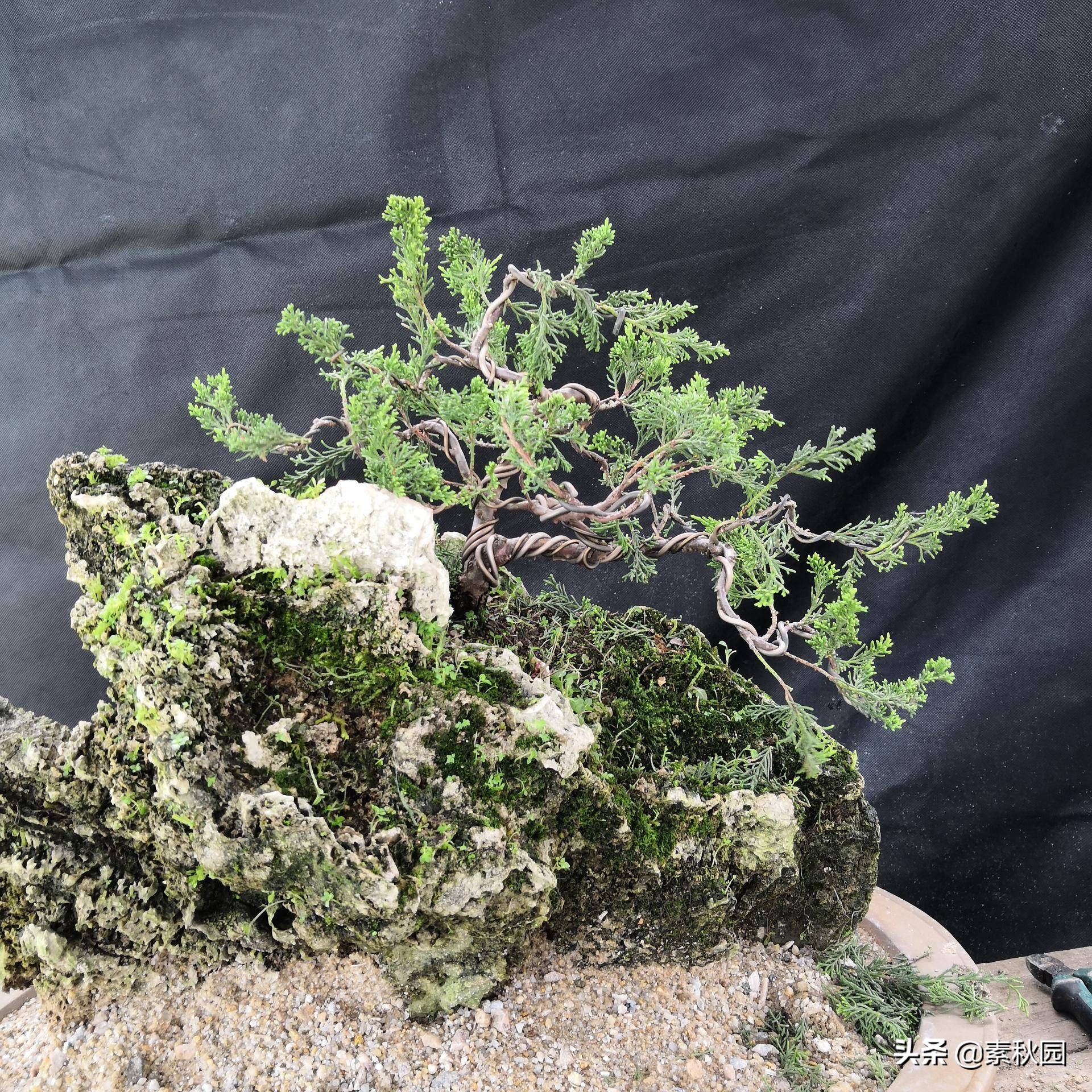 关于系鱼川真柏苗与铝线在石头上发生的那些事儿