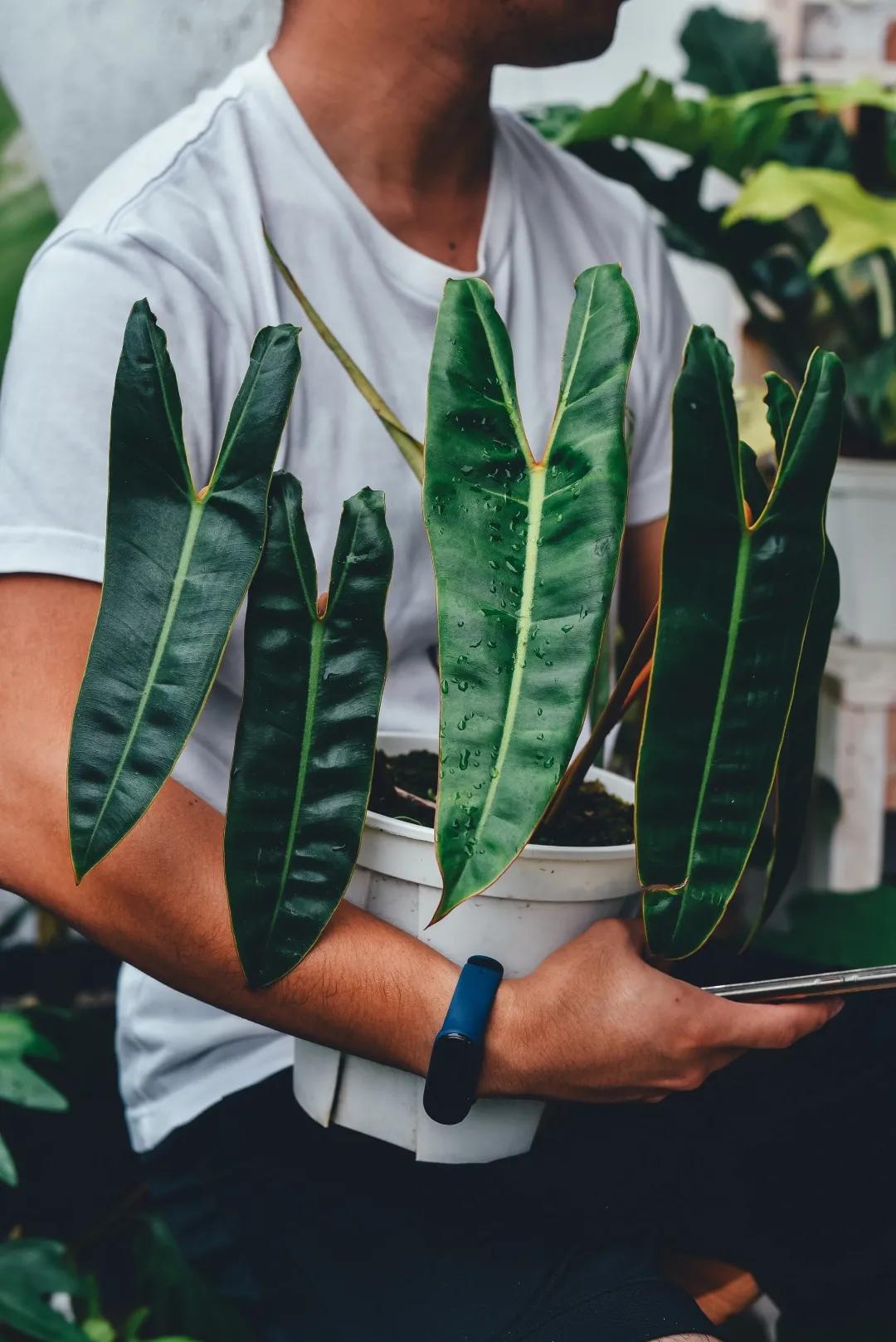 没花园怎么种花？从东北到广东，4位大神在室内种出植物园，绝美