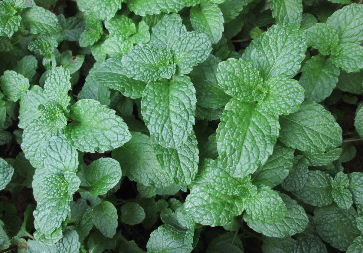 薄荷种植方法全过程,薄荷种植方法野生薄荷