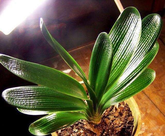 君子兰开花如何授粉结种子,君子兰开花如何人工授粉