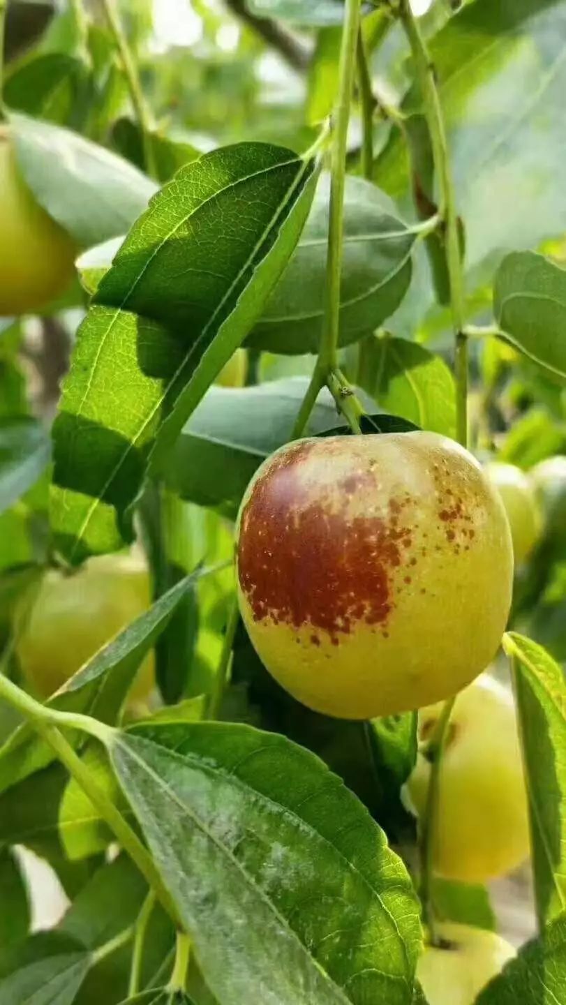 渭南大荔哪里好玩的地方,渭南大荔周边环境优美的地方