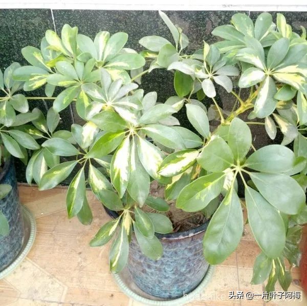 5个植物最招财,能开花又好养的植物又有寓意