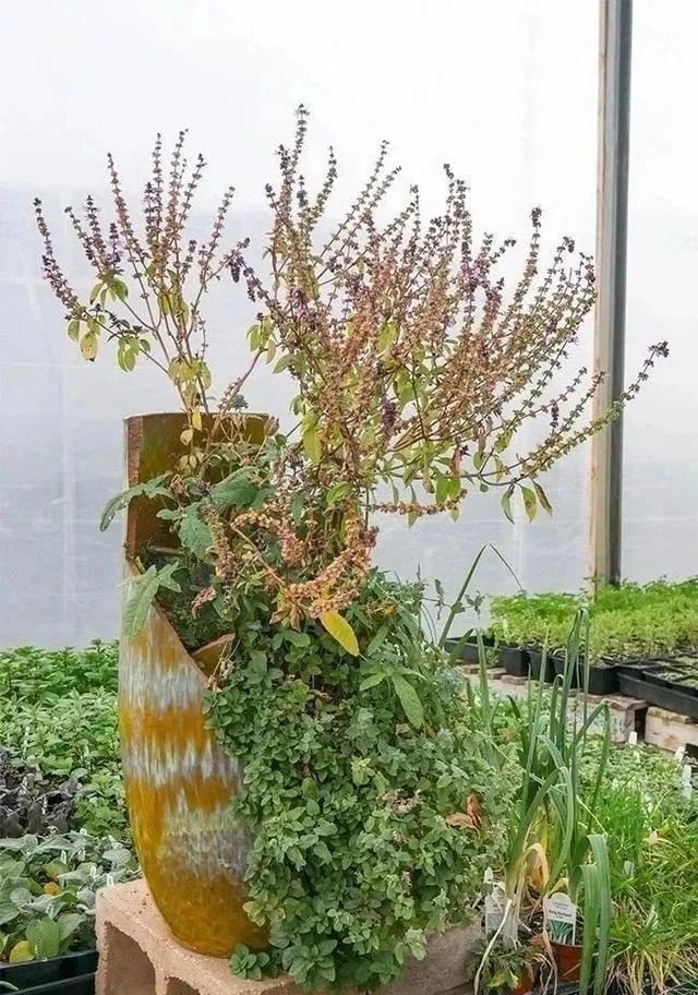 不小心打碎花盆有什么预兆,花盆打碎了能做什么