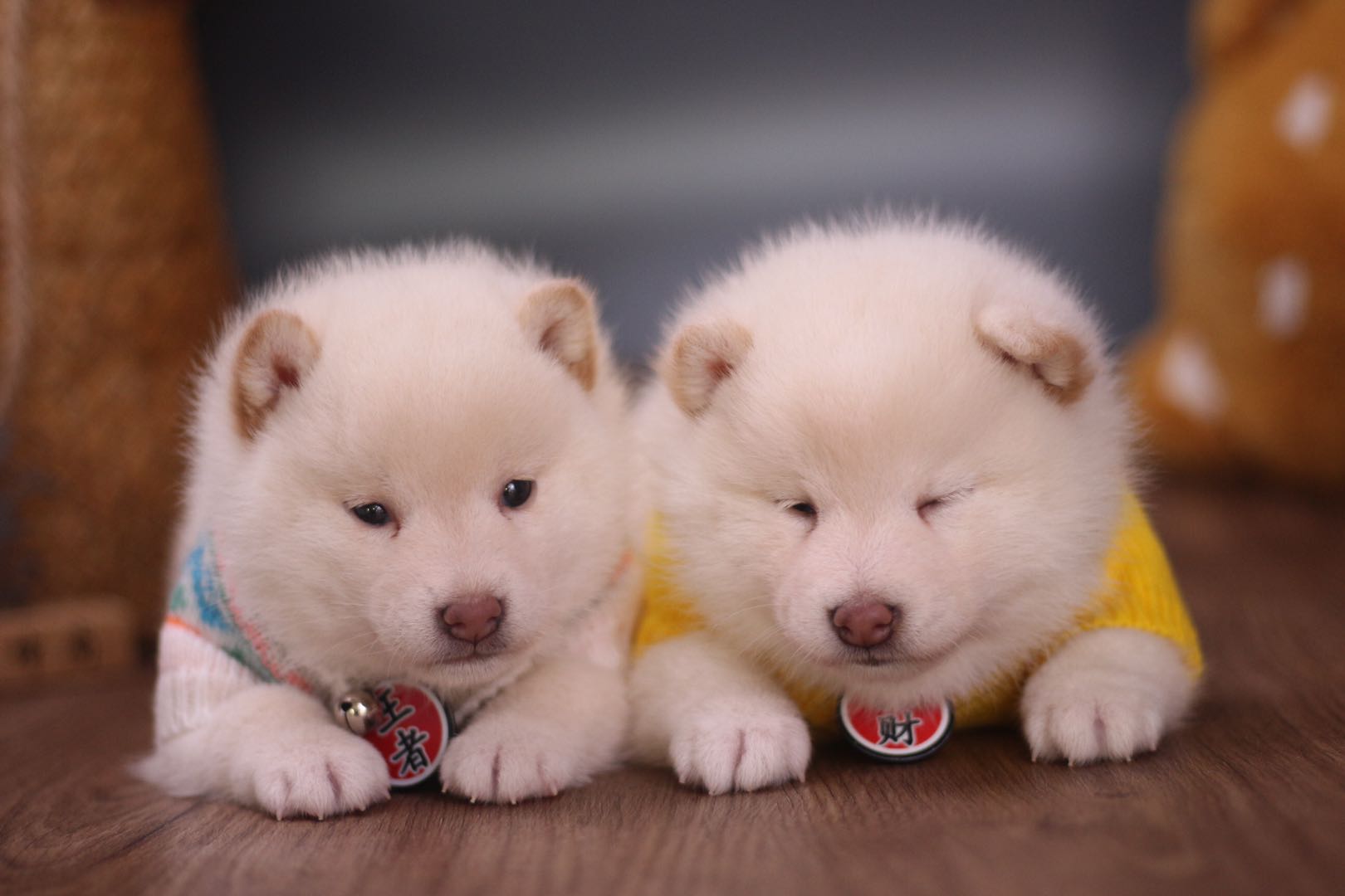 秋田跟柴犬的区别,柴犬和秋田的区别在哪