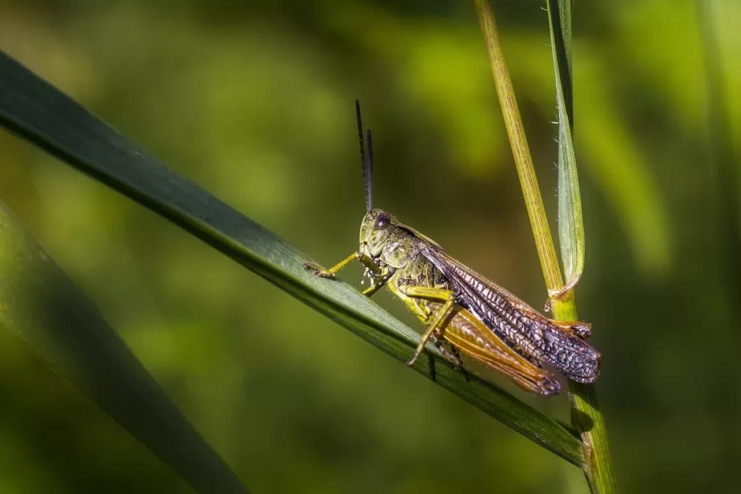 遇到蝗虫灾害怎么办,遇见虫子怎样保护自己