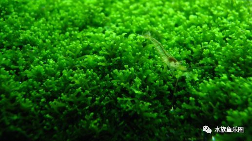 皇冠水草品种大全,亚马逊水草品种